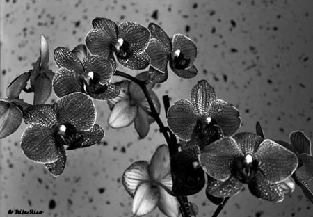 RITA RICO - EXIF: não disponível